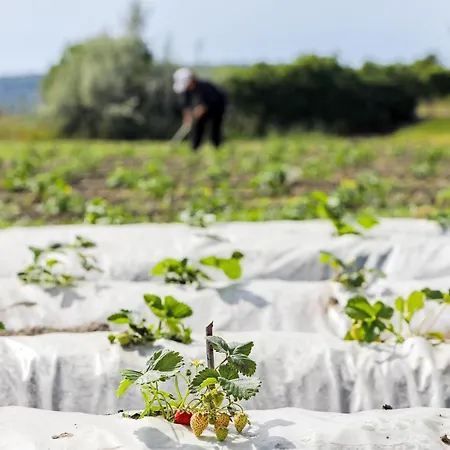 Labranda Lebedos Princess Szálloda Seferihisar