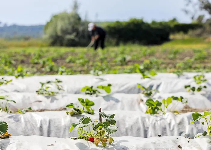 Labranda Lebedos Princess Hotel Seferihisar